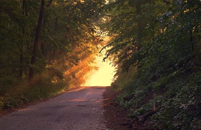 Ombre et Lumière dans la Forêt de notre Inconscient